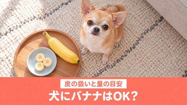 犬にバナナを与えていい?皮の扱いと量の決め方、食べないときの工夫