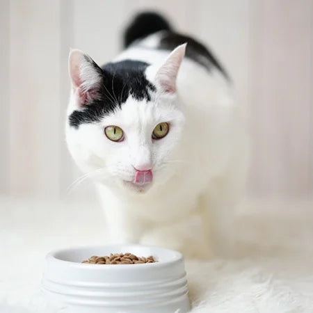 ダブルだし猫のごはん チキン 800g