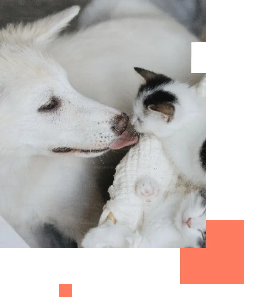 犬と猫の写真