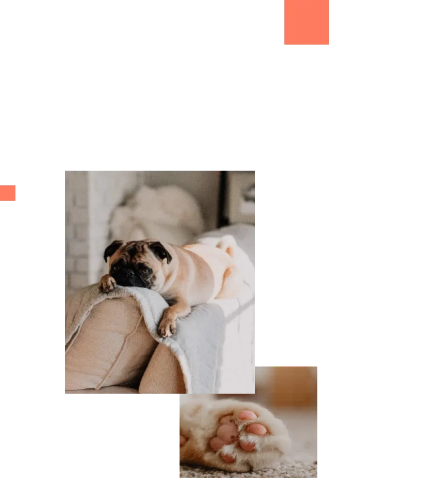 犬と猫の写真