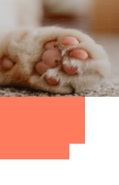 犬と猫の写真