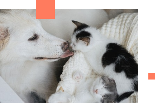 犬と猫の写真