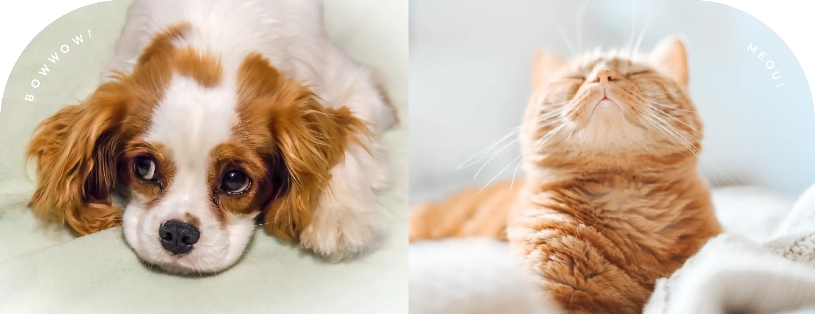 犬と猫の画像