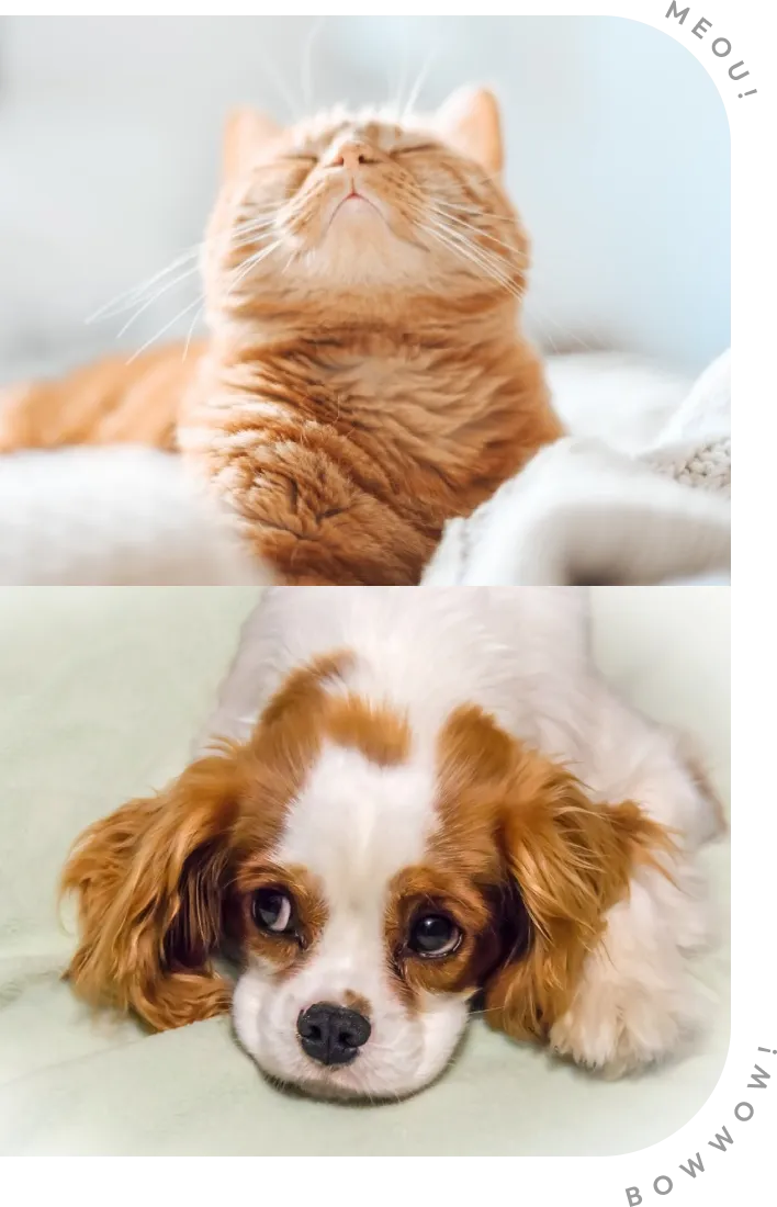 犬と猫の画像