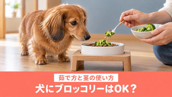 犬にブロッコリーを与えていい？中毒と言われる理由と量・茹で方・茎の使い方