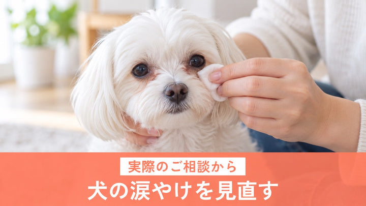犬の目元をやさしくケアする様子（生成イメージ）