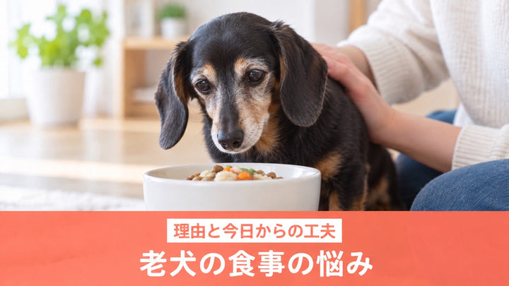 食事を前にしたシニアのミニチュアダックス（生成イメージ）