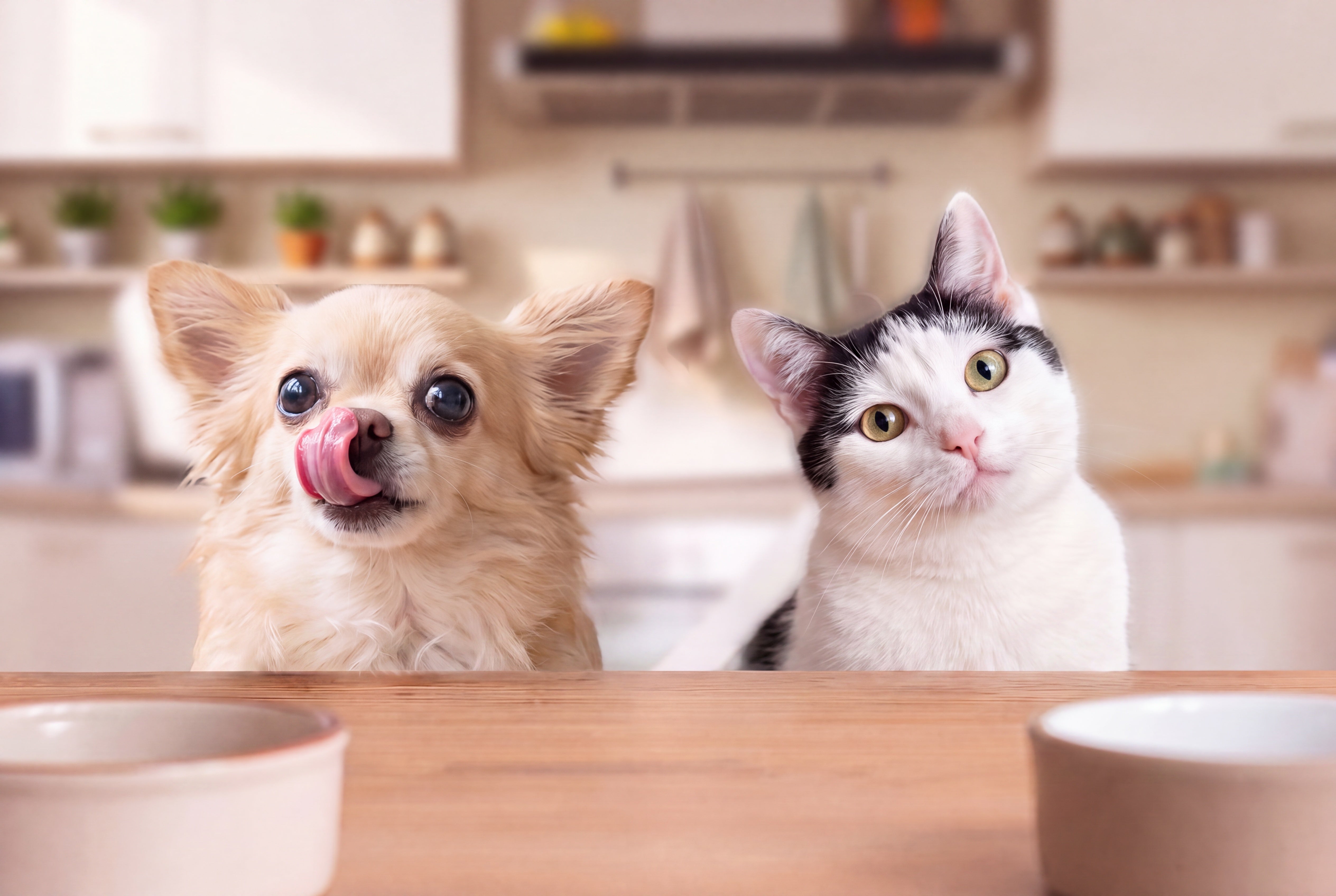 ごはんの器を前に、キッチンで並ぶ犬と猫